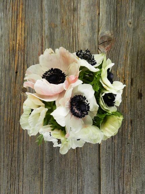 PANDA WHITE ANEMONE W/BLK CENTER